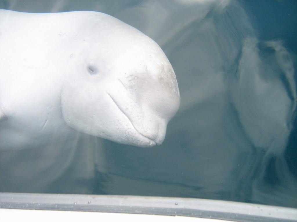 귀여운 흰돌고래(벨루가) 사진 모음.jpg | 인스티즈