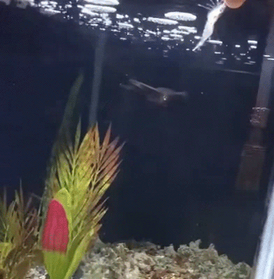 오징어가 먹이를 잡는 모습 | 인스티즈