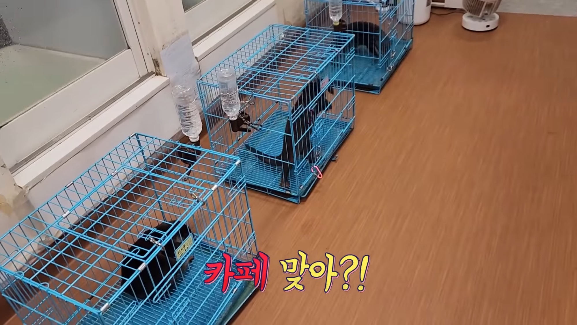 지옥이 다름없는 충격적인 일본 수달 카페.. | 인스티즈