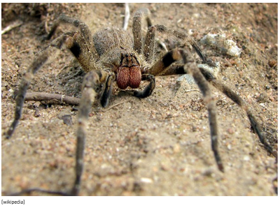 남자의 발기에 관한 신기한 사실들 | 인스티즈