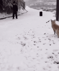 모르는 시골개가 짖을때ㄷㄷㄷ.gif | 인스티즈