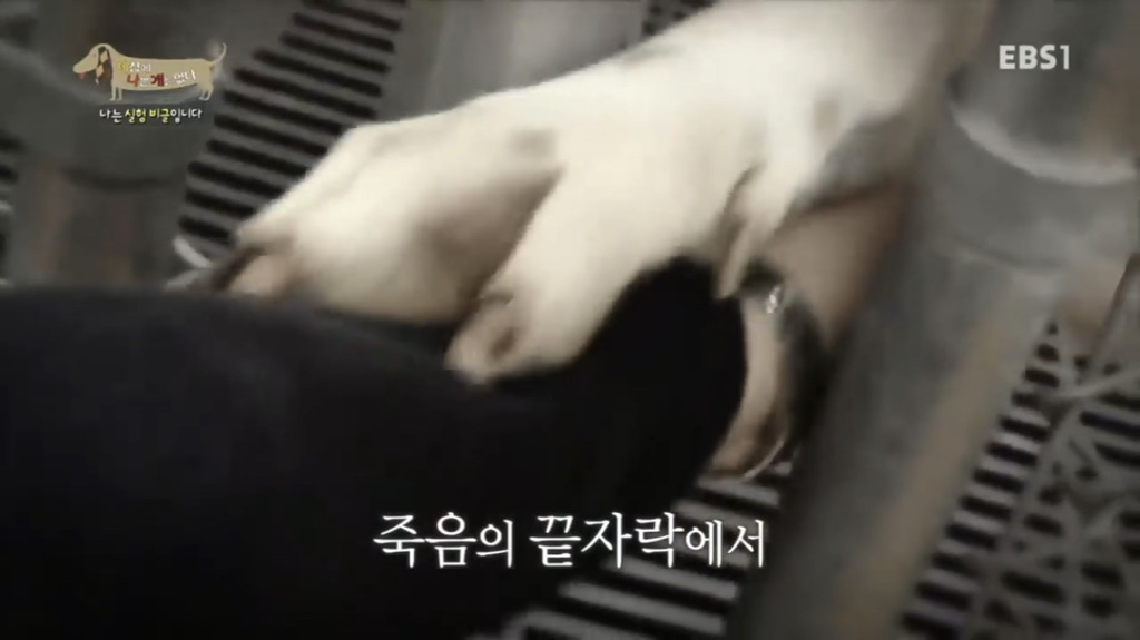 실험 비글을 아십니까? 동물실험에서 가장 많이 사용되는 견종.jpg (맴찢주의) | 인스티즈