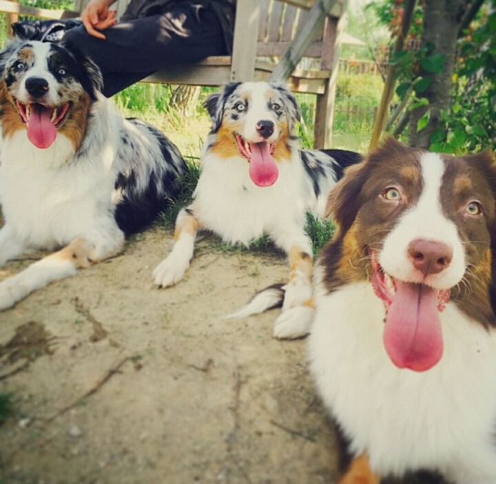 대형견을 키우는 연예인들 | 인스티즈