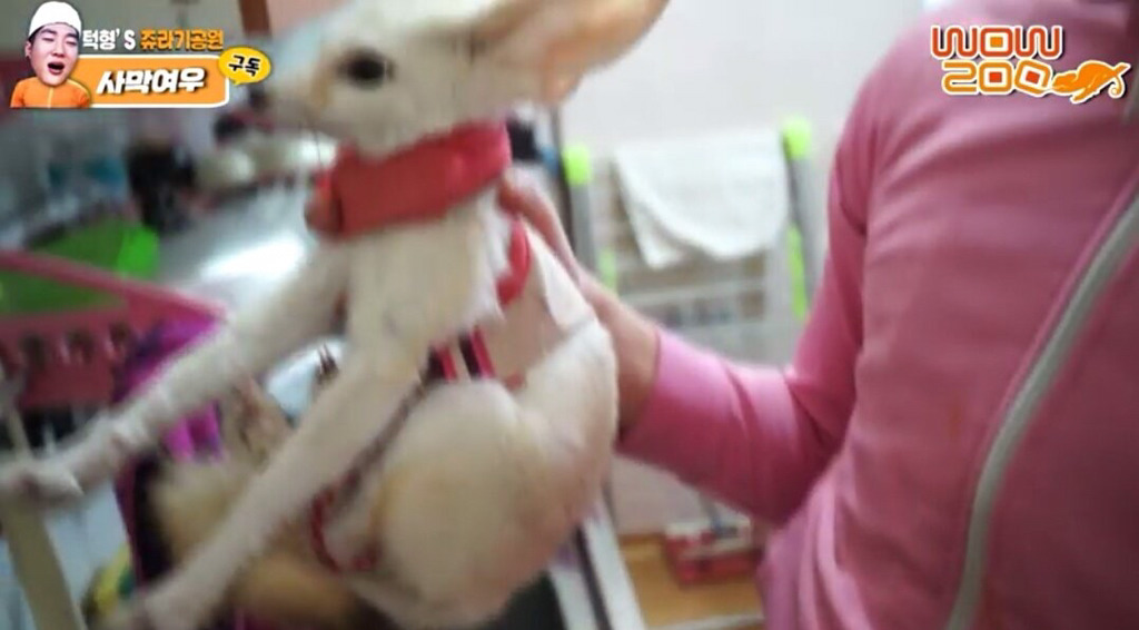 이제 그냥 신고해도 될 것같은 아프리카BJ 턱형의 불법사육.jpg | 인스티즈