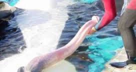 돌고래 꼬추 | 인스티즈