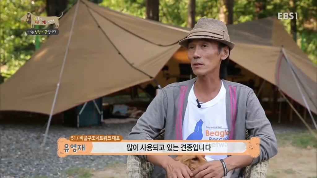실험 비글을 아십니까? 동물실험에서 가장 많이 사용되는 견종.jpg (맴찢주의) | 인스티즈