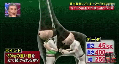 기린인형탈 쓰고 실제 기린한테 접근중 목부러짐ㅋㅋㅋㅋㅋㅋㅋㅋㅋㅋㅋㅋㅋㅋㅋㅋㅋㅋㅋㅋㅋ | 인스티즈