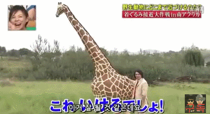 기린인형탈 쓰고 실제 기린한테 접근중 목부러짐ㅋㅋㅋㅋㅋㅋㅋㅋㅋㅋㅋㅋㅋㅋㅋㅋㅋㅋㅋㅋㅋ | 인스티즈