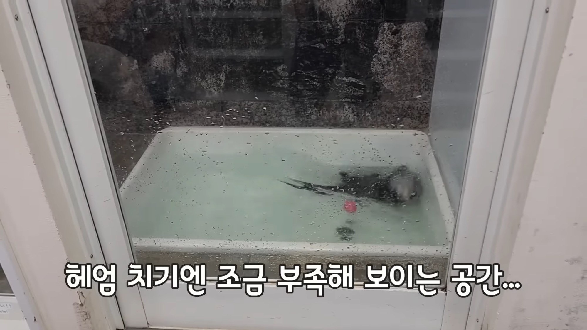 지옥이 다름없는 충격적인 일본 수달 카페.. | 인스티즈