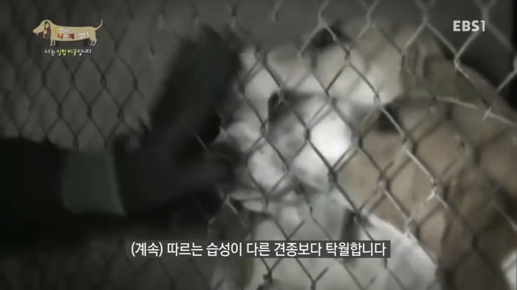 실험 비글을 아십니까? 동물실험에서 가장 많이 사용되는 견종.jpg (맴찢주의) | 인스티즈