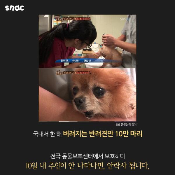 자기 팔에 안락사 주사를 놓은 수의사의 고백 | 인스티즈