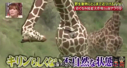 기린인형탈 쓰고 실제 기린한테 접근중 목부러짐ㅋㅋㅋㅋㅋㅋㅋㅋㅋㅋㅋㅋㅋㅋㅋㅋㅋㅋㅋㅋㅋ | 인스티즈