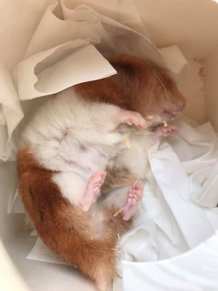 죽은 햄스터 땅에 묻어주려 했더니 '반전'…"겨울잠 자는 거예요" | 인스티즈