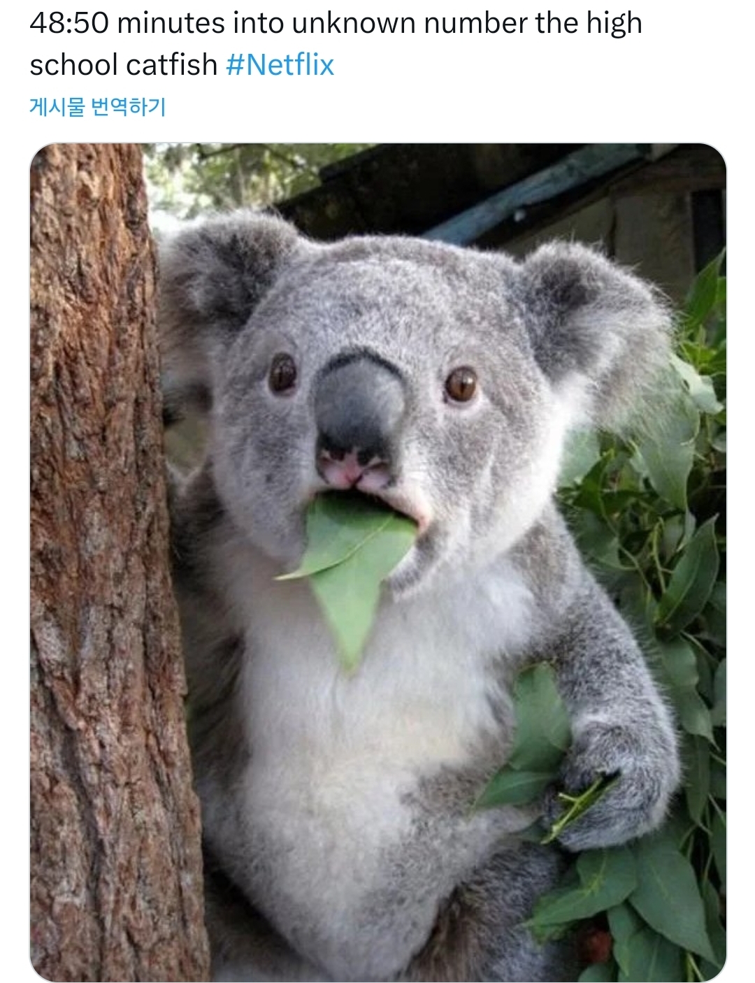 외국인들 경악중인 넷플 다큐 "의문의 발신자: 고등학교 캣피싱 사건" 트위터 반응 (강스포) | 인스티즈