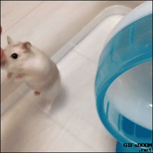 [햄스터] 햄스터.gif (데이터 주의) | 인스티즈