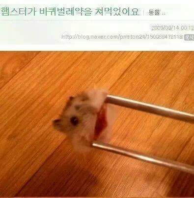 햄스터가 바퀴벌레약을 처먹었어요 | 인스티즈
