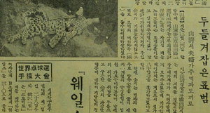 마지막 한국 표범에 대한 기록들.jpg | 인스티즈