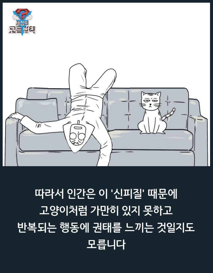 고양이는 하루종일 무슨 생각을 할까? | 인스티즈