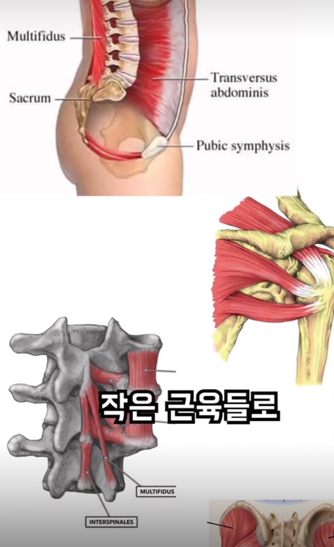 필라테스의 효과 (속근육의 기능) | 인스티즈