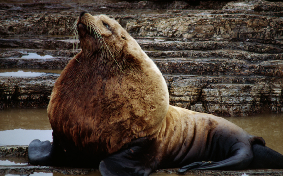 물개? 바다사자? 물범? 헷갈리는 바다친구들에 대해 알아보자.jpgif | 인스티즈
