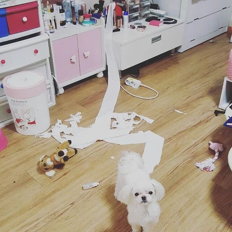 남자 아이돌이 키우는 강아지들 | 인스티즈