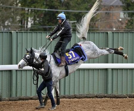 일본 경마 역사상 천재이자 최고의 마.jpg | 인스티즈