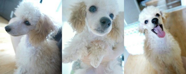 남자 아이돌이 키우는 강아지들 | 인스티즈