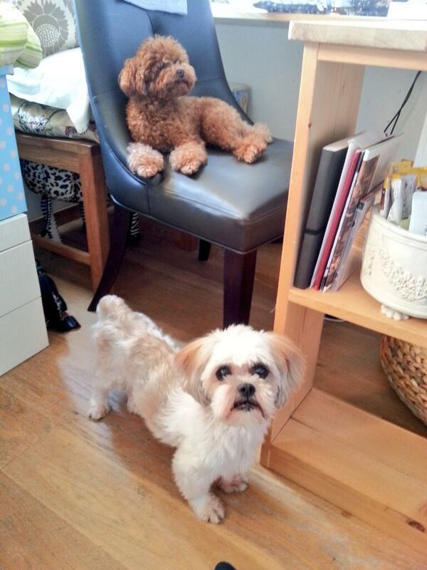 남자 아이돌이 키우는 강아지들 | 인스티즈