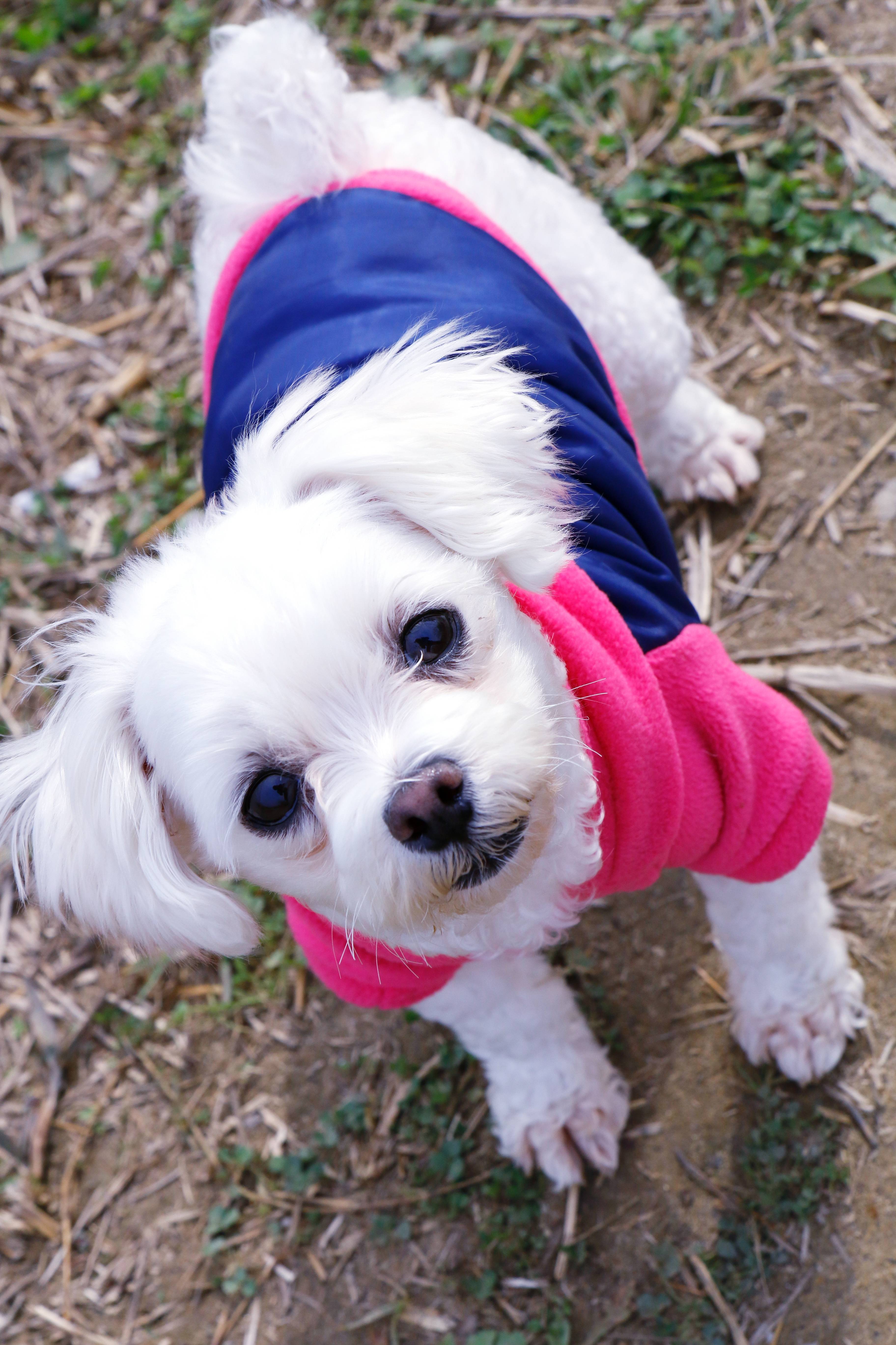 남자 아이돌이 키우는 강아지들 | 인스티즈