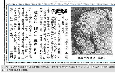 마지막 한국 표범에 대한 기록들.jpg | 인스티즈