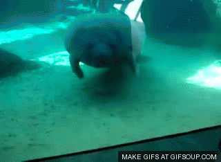 물개? 바다사자? 물범? 헷갈리는 바다친구들에 대해 알아보자.jpgif | 인스티즈