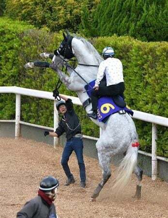 일본 경마 역사상 천재이자 최고의 마.jpg | 인스티즈