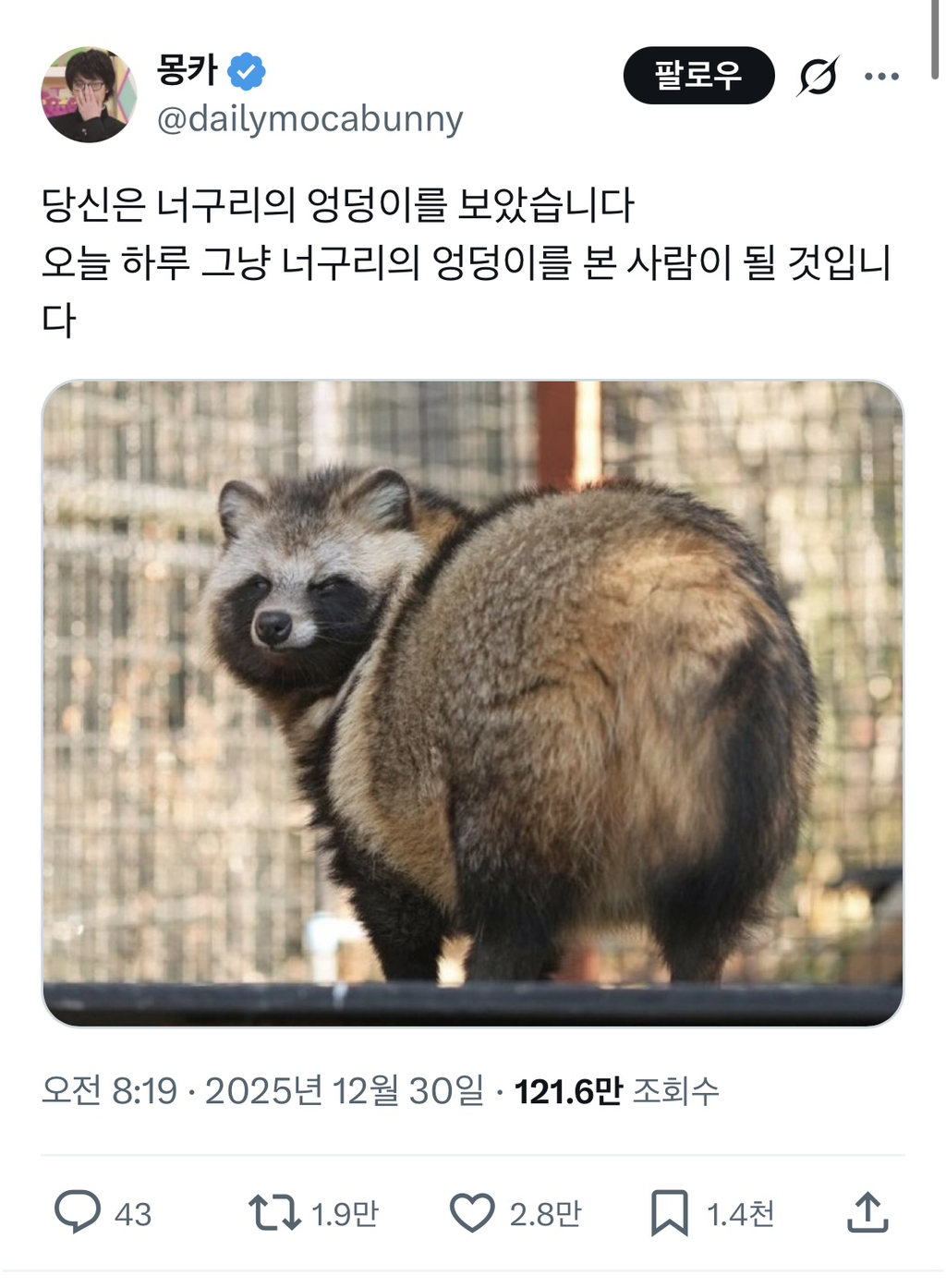 당신은 너구리의 엉덩이를 보았습니다 | 인스티즈