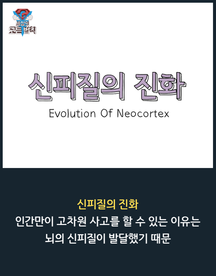 고양이는 하루종일 무슨 생각을 할까? | 인스티즈