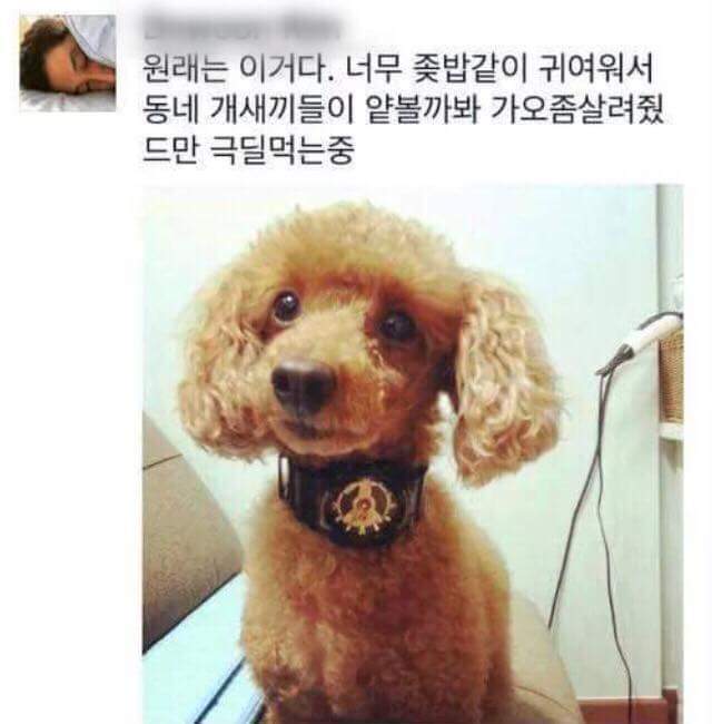 강아지 미용시키고 왔더니 누나가 운다 | 인스티즈