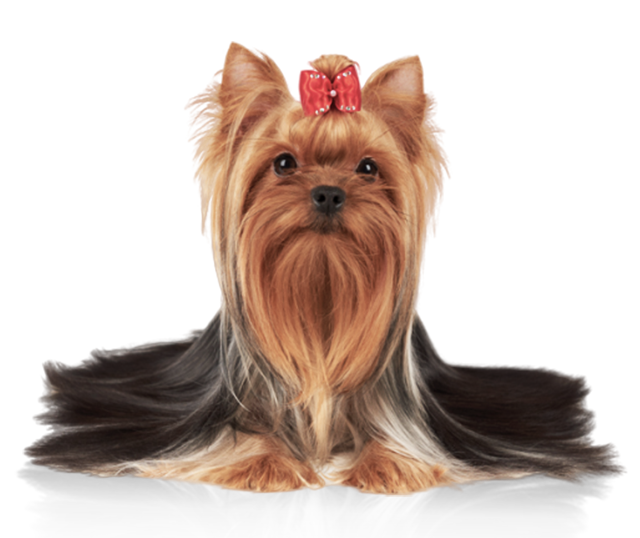 요즘 잘 안보이는 애완견 견종.JPG | 인스티즈