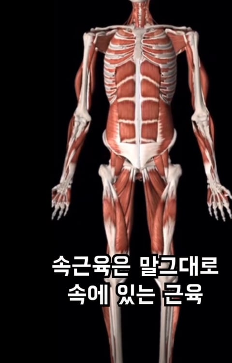 필라테스의 효과 (속근육의 기능) | 인스티즈
