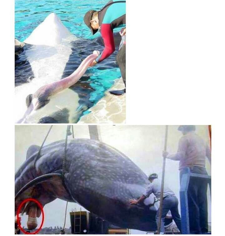 커서 유명한 일명 고래성기ㄷㄷㄷ.jpg | 인스티즈