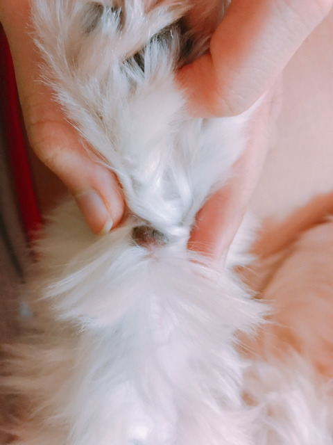 견주가 아니라면 잘 모르는 강아지의 비밀 | 인스티즈