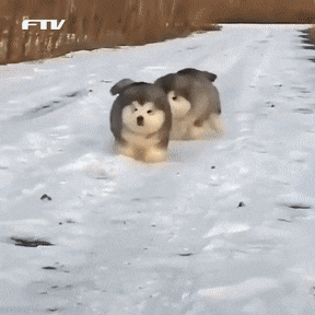시베리안 허스키와 차우차우 믹스견의 충격적인 비쥬얼...JPGIF | 인스티즈
