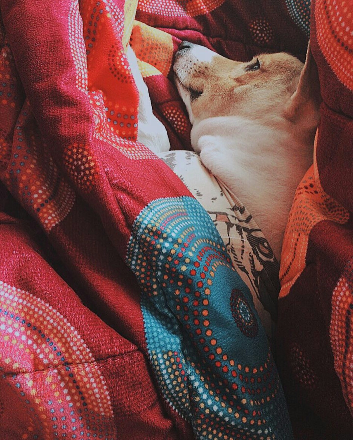 남자 아이돌이 키우는 강아지들 | 인스티즈