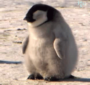 졸고 있는(조는) 동물들 움짤 모음.gif | 인스티즈