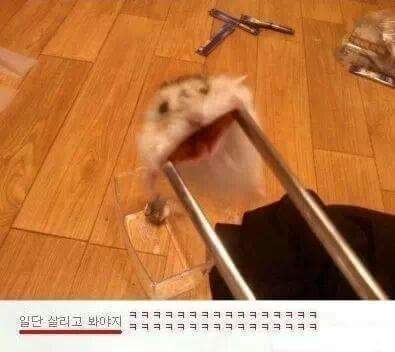 햄스터가 바퀴벌레약을 처먹었어요 | 인스티즈