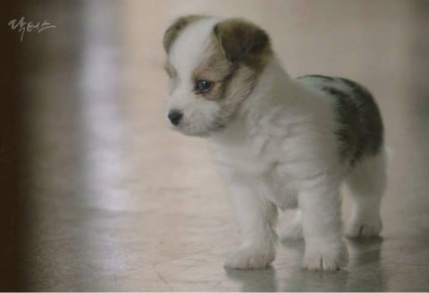 [닥터스] 인간이 된 상추.jpgif | 인스티즈