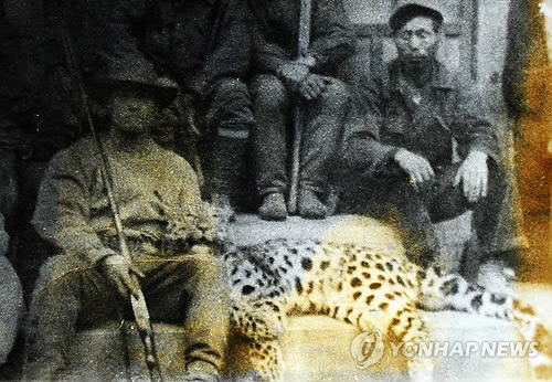 마지막 한국 표범에 대한 기록들.jpg | 인스티즈