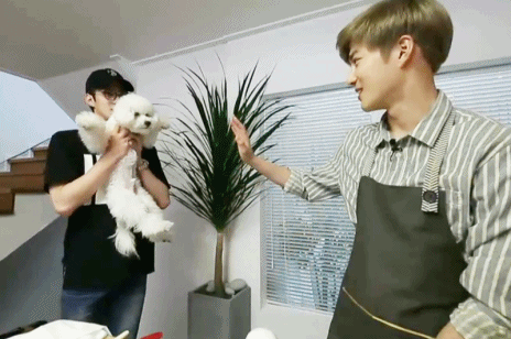 남자 아이돌이 키우는 강아지들 | 인스티즈