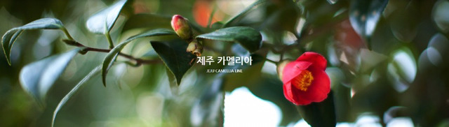 이니스프리가 얼마나 제주도를 탈탈 터는지 알아보자(feat.제주도 착즙기 브랜드).jpg | 인스티즈