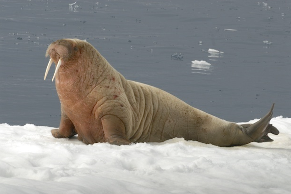 물개? 바다사자? 물범? 헷갈리는 바다친구들에 대해 알아보자.jpgif | 인스티즈