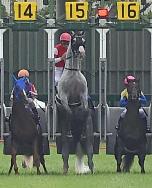 일본 경마 역사상 천재이자 최고의 마.jpg | 인스티즈