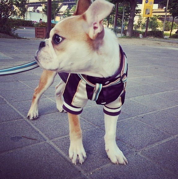 남자 아이돌이 키우는 강아지들 | 인스티즈